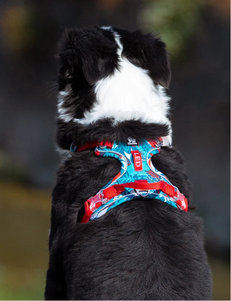 Reflective Dog Harness No Pull | Billu Pet Boutique